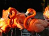 TRYP CAYO COCO 4****