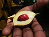Zanzibar - Spice tour - věřili byste, že tohle je muškátový oříšek? (Slávek Suldovský)