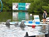 NH CAPRI 4*/MELIÁ LAS ANTILLAS 4*    Varadero, Delfinarium