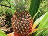Zanzibar - Je libo ananas? Na prohlídce Spice tour! (Slávek Suldovský)