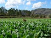 Kuba - Plantáž tabáku (Dreamstime)