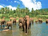 TEMPLE TREE RESORT AND SPA 4****