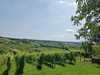 Lendava vinice 3 025