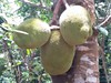 Zanzibar - Spice tour - typický zanzibarský chlebovník. (Slávek Suldovský)