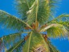 OCCIDENTAL CARIBE (ex Barcelo Punta Cana) 4****   
  