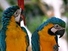 IBEROSTAR BÁVARO SUITES 5*****   
  