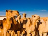 Saúdská Arábie - Trh s velbloudy, Riyadh (Dreamstime)