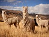 Peru - Lamy (Dreamstime)