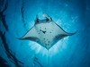 Indonésie - Manta, Komodo (Bc. Michaela Šmídová)