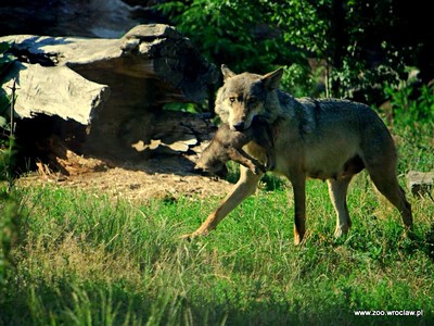 Zoo - Wroclaw
