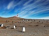 Chile - Tučňáci na ostrově Magdalena (Dreamstime)