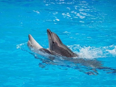 Zoo a delfinárium Norimberk