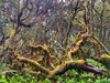 Španělsko - Ostrova La Gomera a La Palma (Mgr. Sylva Vltavská)
