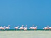 Mexiko - plameňáci (Dreamstime)
