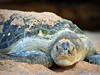 Omán - Želva zelenavá (Dreamstime)