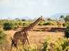 2 dny Safari Tsavo East + pobyt u moře v Neptune Beach #5
