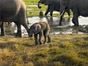 2 dny Safari Tsavo East + pobyt u moře v Neptune Beach #3