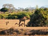 2 dny Safari Tsavo East + pobyt u moře v Neptune Beach #4