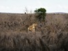 2 dny Safari Tsavo East + pobyt u moře v Neptune Village #2