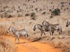 2 dny Safari Tsavo East + pobyt u moře v Neptune Village #4