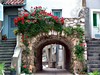 Omišalj roses in old town jpg