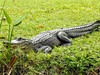 Everglades