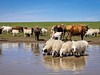 Mongolsko