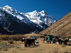 Bhutan - Jolmohari trek