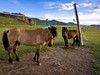 Mongolsko