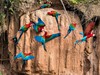 Peru - Ary arakangy v amazonské džungli (Dreamstime)