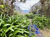 Flóra, Madeira