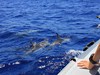 Dolphins_watching