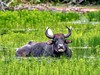 Srí Lanka - Slza z tváře Indie - obrázek č. 7