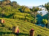 Srí Lanka - Esence Cejlonu Premium - obrázek č. 2
