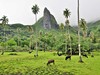 Tahiti