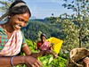Srí Lanka - Esence Cejlonu Premium - obrázek č. 5