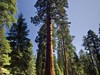 USA - Sekvoje, NP Yosemite, Kalifornie (Dreamstime)