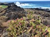 Rozmanitá příroda na Tenerife