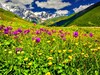 Gruzie - alpská louka, hory Caucasia (Dreamstime)
