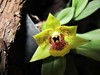 orchideová zahrada (3)