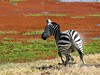 Přivítání s Afrikou - obrázek č. 5