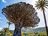 Tenerife a La Gomera - krajina malovaná lávou - obrázek č. 5