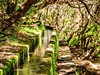 Madeira - kam vás zavedou kroky - obrázek č. 7