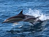 Dolphins_watching