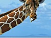 Přivítání s Afrikou - obrázek č. 7