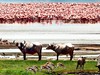 Keňa, Tanzánie a Zanzibar - safari s odpočinkem - obrázek č. 6
