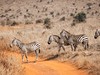 2 dny Safari Tsavo East + pobyt u moře v Neptune Village #4