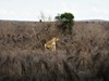 2 dny Safari Tsavo East + pobyt u moře v Neptune Village #2