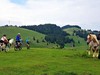 Apuseni - cyklistika kolem polodivokých koní