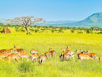 3 Dny na Safari Serengeti s Relaxem na Zanzibaru
